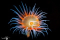   ANEMONE NEMANTHUS ANNAMENSIS Mauritius 2022  